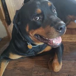 Rottweiler All Grown Up from Sullivan Rotties