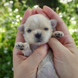 Companion Cross, Havanese, Mal-Shi, Maltese, Maltipoo, Morkie, and Shih Tzu Puppies from Seeking Shalom Acres Maltese, Maltipoos & Havamalts