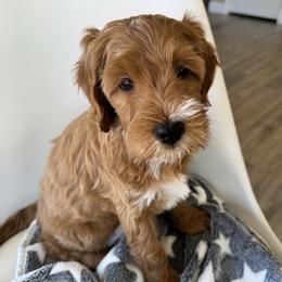 Luna - Apricot female Goldendoodle puppy in Gilbert, Arizona from DogHouse Doodles