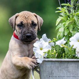 Great Dane Puppies from Ellenni Danes