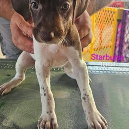 German Shorthaired Pointer Puppies from Wood Farmstead