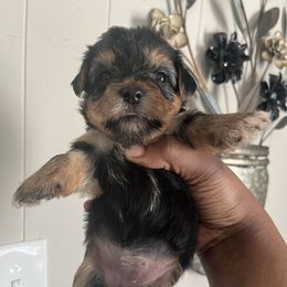 Venus(2000) - Black and tan female Yorkipoo puppy in Gastonia, North Carolina from Precious pups dynasty kennel