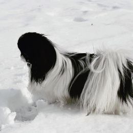 Zues - Japanese Chin