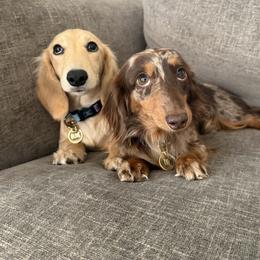 Dachshund and Golden Retriever All Grown Up from Grove Haven Canines
