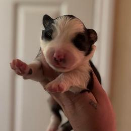 Boy 1 - Black tri-color male Australian Shepherd puppy in Orlando, Florida from Skaky Shepherds