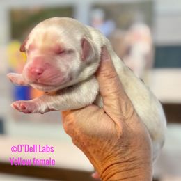 Girl 3 - Yellow female Labrador Retriever puppy in Sullivan, Missouri from O’Dell Labs