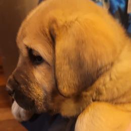 Elvis - Wolfgray male Spanish Mastiff puppy in Prosperity, Pennsylvania from Prosperity Guardians