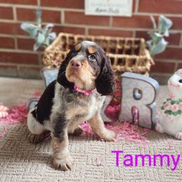 English Springer Spaniel Puppies from J&R Springers