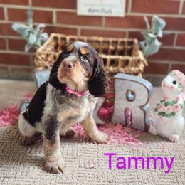 English Springer Spaniel Puppies from J&R Springers