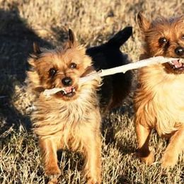 Australian Terriers from Redhawk Australian Terriers