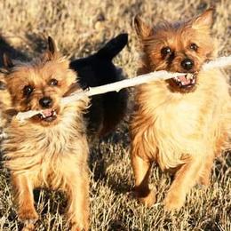 Australian Terriers from Redhawk Australian Terriers