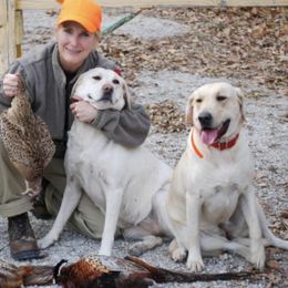 Labrador Retriever All Grown Up from Mama’s Labs