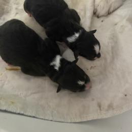 Australian Shepherd Puppies from Windfall Homestead