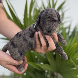 Aqua - Merle female Goldendoodle puppy in Cape Coral, Florida from Magnolia Doodles co.