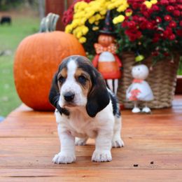 Girl 2 - Black white and brown female Basset Hound puppy in Missouri from Clevenger Farms