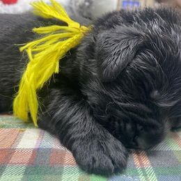 Maggie Yellow boy - Newfoundland puppy from Latin of Course Newfoundlands