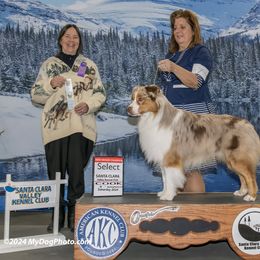 Australian Shepherd Puppies from Cu2 Aussies