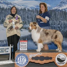 Australian Shepherd Puppies from Cu2 Aussies