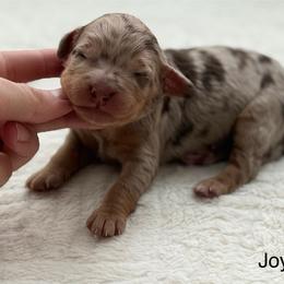 Joy- turquoise collar - Merle female Bernedoodle puppy in Colorado Springs, Colorado from Mercy Mountain Bernedoodles