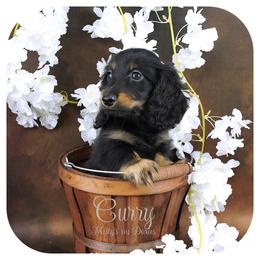 CURRY - FULL IMPORT AKC  2600 - Black and tan male Dachshund puppy in Graceville, Florida from Misty's 101 Doxies