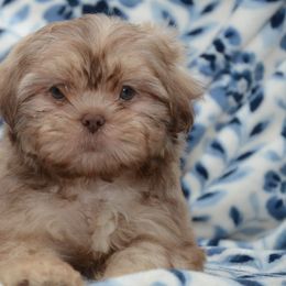 Latte - Lilac male Shih Tzu puppy in Central, South Carolina from SarMel