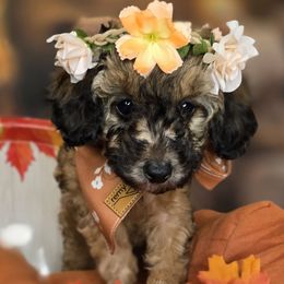 Rachel - Black tri-color female Aussiedoodle puppy in Prescott Valley, Arizona from Ramirez Family Doodles