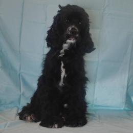 Selene - Cocker Spaniel