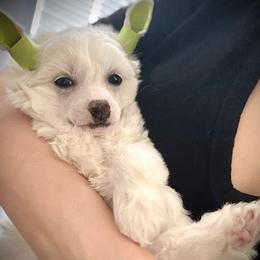 Sweet Cream and White Puff Boy - Cream male Chinese Crested puppy in Tomball, Texas from Gracieux Chinese Cresteds