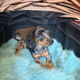 Dolly - Dapple female Dachshund puppy in Modesto, California from Raws Doxies