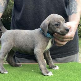 Blue Collar M - Blue male Mountain Cur puppy in Georgetown, Ohio from Walnut Ridge Mountain Curs