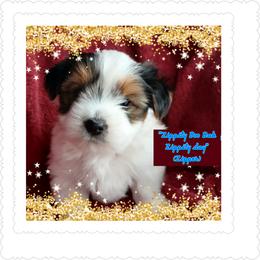 Yorkshire Terrier Puppies from Schultz Yorkies