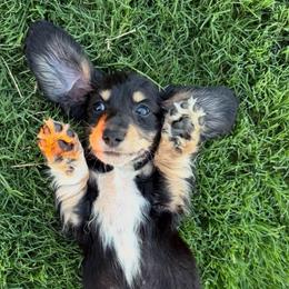 JJ - Black and cream male Dachshund puppy in Stamford, Texas from West Texas Miniature Dachshunds