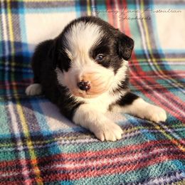 Waffle - Black tri female Miniature Australian Shepherd puppy in Muskogee, Oklahoma from Tagalong Lane Australian shepherds