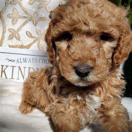 Zoey, goldendoodle F1b - Red  female Goldendoodle puppy in Dickson, Tennessee from Rowan's Rascals