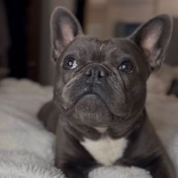 Dreamer - French Bulldog