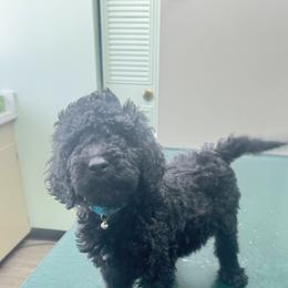 Poodle Puppies from SoFlo Standard Poodles