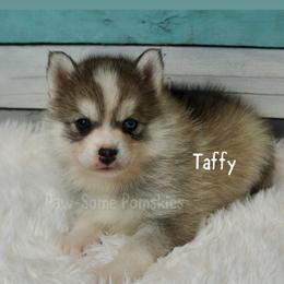 Taffy - Silver female Pomsky puppy in Krum, Texas from Paw-Some Pomskies
