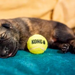 German Shepherd Puppies from Reign Land