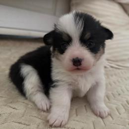 Peach - Black and tan female American Corgi puppy in Decatur, Texas from Bar S Corgis