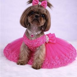 Olivia - Shih Tzu