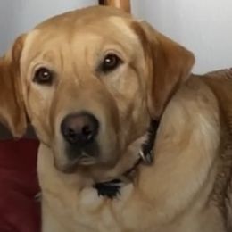 Labrador Retrievers from Darby Trim's Labrador Retrievers