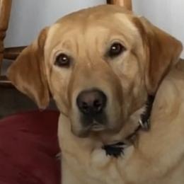Labrador Retrievers from Darby Trim's Labrador Retrievers