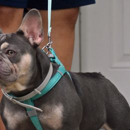 French Bulldogs from Huron bulldogs