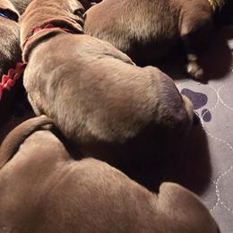 Red Boy - Chocolate male Labrador Retriever puppy in Sioux City, Iowa from Brown Dog Acres