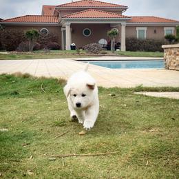 German Shepherd and White Shepherd Puppies from Scenic Creek German Shepherds