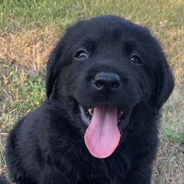 Labrador Retriever Puppies from Master Creek Labradors