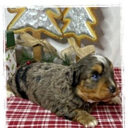 Girl 2 Aussie Doodle - Blue merle female Miniature Australian Shepherd puppy in Pensacola, Florida from TNT MINI AUSSIES