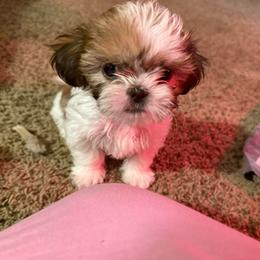 Mike - Gold and white male Shih Tzu puppy in Huber Heights, Ohio from Little Healthy Purebred Pups
