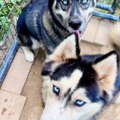 Siberian Huskies from Timber Town Tails