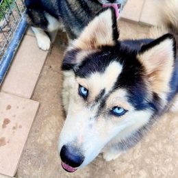 Siberian Huskies from Timber Town Tails
